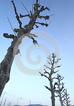 Dead Tree and winter Blue Sky