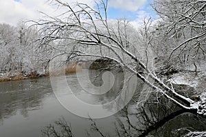 winter tree over river