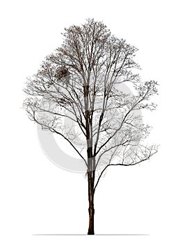 Winter tree photo isolated on white