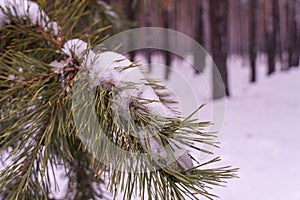 Winter Tree Pine Branches Covered With Snow