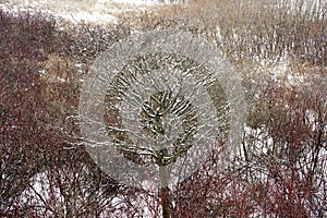 Winter tree and red bush branches covered in white winter snow f