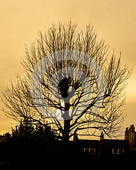 Winter Tree Silhouette Against Sunset A