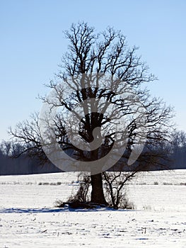 Winter tree silhouette in the middle of a crop field