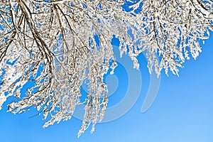 Winter tree in snow on blue sky background. Snow covered trees