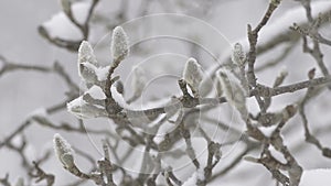 Winter Tree,snow fall,in Toyama,,Japan