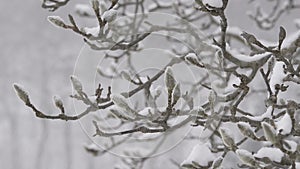 Winter Tree,snow fall,in Toyama,,Japan