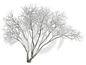 Winter tree on snow isolated