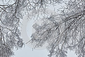 The winter tree in snow from russia
