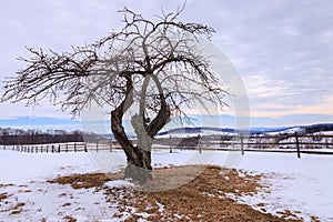 Winter Tree in Snowy Field Virginia Piedmont photo