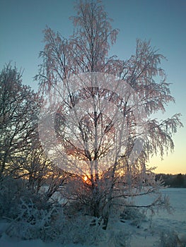 Winter tree. photo
