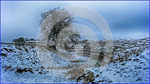 A winter tree standing in ancient earthworks