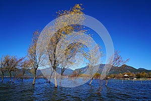 Winter tree standing in lake