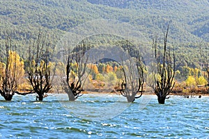 Winter tree standing in lake