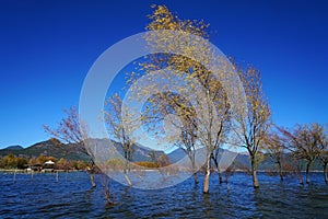 Winter tree standing in lake