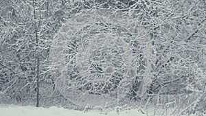 Winter tree structure. Landscape with falling snow.