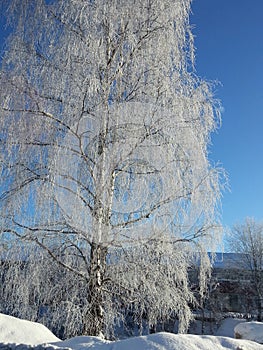 Winter tree in sweden