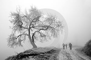 Winter tree and travelers in fog