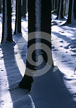 Winter tree trunks
