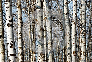 Winter tree trunks