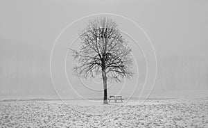 Winter Tree