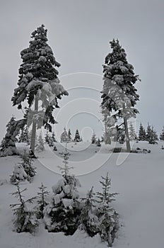 Winter trees