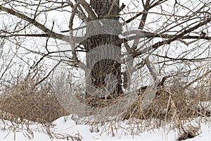 Winter trees