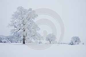 Winter Trees