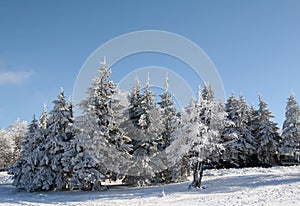 Winter trees