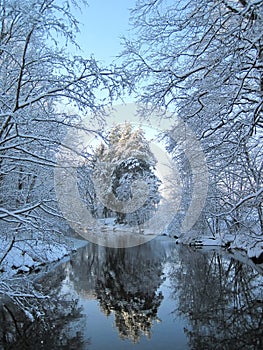 Winter trees