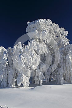 Winter trees