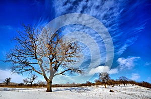 Winter trees