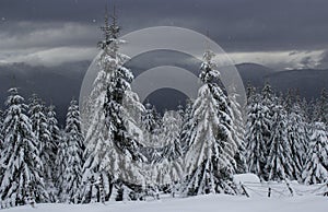 Winter trees