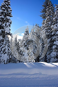 Winter trees