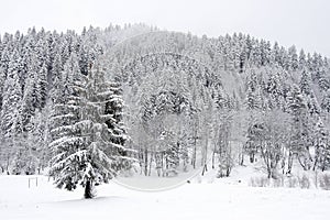 Winter trees