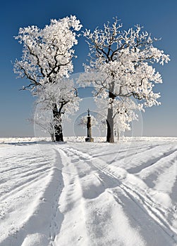 Winter trees