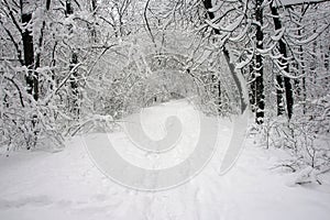 Winter Trees