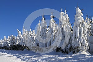 Winter trees