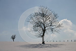 Winter trees