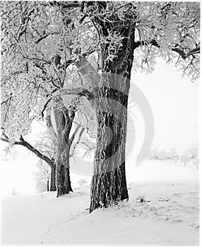 Winter trees