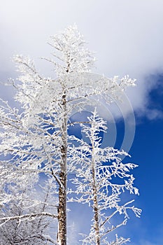 Winter Trees