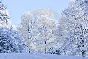 Winter trees