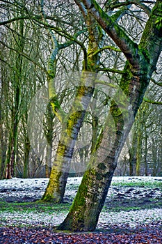 Winter Trees