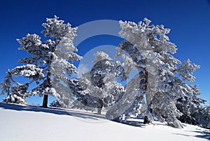 Winter trees