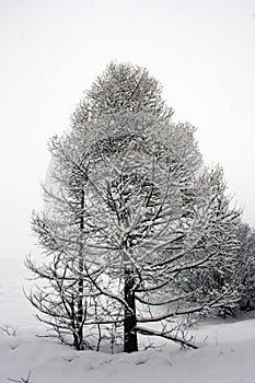 Winter trees