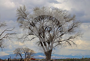 Winter trees