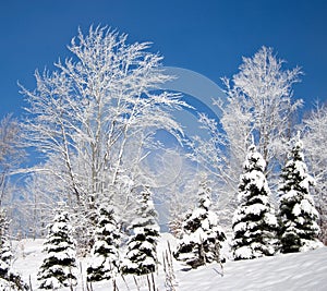 Winter trees against a blue sky.