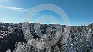 Winter trees alpine landscape early morning sunrise holiday travel and tourism frosty tree tops vibrant colors aerial 4k