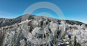 Winter trees alpine landscape early morning sunrise holiday travel and tourism frosty tree tops vibrant colors aerial 4k