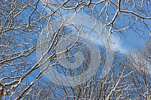 Winter Trees And Blue Sky