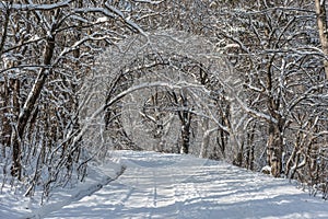 Winter Trees And Blue Sky